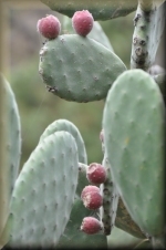 Cactussen